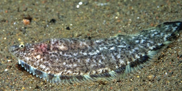 Symphurus nigrescens_04.jpg